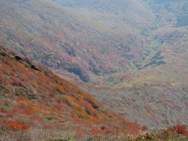 10月23日、12時に久住山山頂に登った後、昼食をとり、山頂からみられる素晴らしい景色を眺めながら約30分間過ごした。<br />九重連山の南側に位置する久住高原まではかすかに見られたが、遠くにある阿蘇5岳はかすんでしまっていた。　山頂付近には疲れた体を癒してくれるようにリンドウの花が多く見られた。<br /><br /><br /><br />*写真は久住山山頂の南斜面に広がる紅葉が美しい