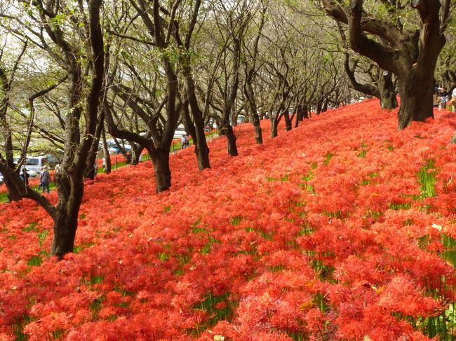 今年の9月は天気の悪い日が多かったのに、シルバーウィークは一転して晴天続き。一週間前はチェコに行ってたので、シルバーウィークはゆるゆると過ごすつもりでしたが、彼岸花の季節だったと思い出し、去年桜を観に行った幸手市の権現堂堤までささっと出掛けました。<br />彼岸花は桜以上に咲いている期間が短いので大丈夫かなと心配しましたが、予想以上に綺麗に咲いていました。