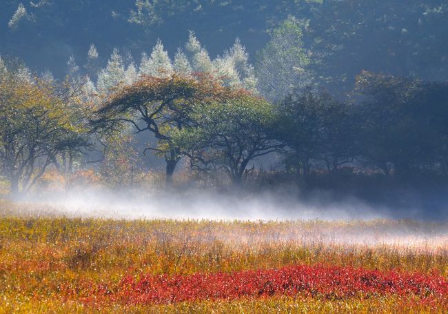 10月、霧の小田代ケ原　~上旬の草紅葉と下旬のカラマツの黄葉~