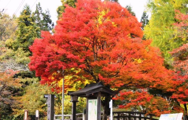 真っ赤な楓の絨毯に彩られる紅葉の名所「土津神社」の美しさに感動しました。