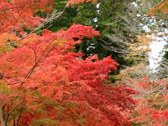 高野山の紅葉