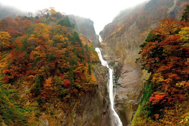 落差３５０ｍの滝！<br />東京タワーより高い滝って…まず想像がつかん。さらには、その隣には期間限定で５００ｍの滝！！<br />その名も「称名滝」と「ハンノキ滝」<br />華厳の滝が９７ｍだから、その凄さもいかばかりか<br />ハンノキ滝は水量の多い、春先から夏にかけてのみ出現する季節限定の滝のため、落差１位は常設の称名滝。<br />思い起こせば、今年７月に称名滝を知り、「そりゃ～行くしかね～べ！」ってな具合で訪れてみて…ビックリ！<br />とんでもない滝<br />マイナスイオンを浴びて、普段のストレスを解消！な～んて思って行くと大間違い。マイナスイオンの大洪水・集中豪雨・わけわからん水しぶき<br /><br />しかし初めて訪れてみて、午前中は逆光ぎみになってしまうことを知り、リベンジを誓いました！絶対戻ってくるぜ！！<br />リベンジは９月の初旬に突然訪れました。<br />今度は午後、運がよければ滝にかかる虹も見れるかも…しかし自分が雨男なのをうっかりしてまして、見事に雨雨雨<br />レストハウスでコーヒーを啜りながら、どうすんべ、雨の中２０分も歩くの嫌だし、それ以上にガスってしまって滝が見えない…敢え無く本日中止決定<br />そのときレストハウスのポスターに称名滝の紅葉のお写真が。何と綺麗な風景なんだ！これを見ずして称名滝は語れん！<br />おばちゃんに聞けば、紅葉は１０月２０日頃とか、よっしゃ！待っとれよ紅葉！<br />そんなこんなで、約束通りやってきました。<br />立山の紅葉は…想像以上、さらに毎度追いかけてる散居村では、思いがけず大量のコスモスを見ることも出来て、大満足！<br />ただ、散居村は今回も惨敗<br /><br />この旅行記は、１０月の紅葉がメインですが、最後に７月の称名滝を訪れた際の写真を掲載しています。当時あまりの出来の悪さでお蔵入りしていましたが、秋との比較で付録として載せさせていただきます。<br />なお、テーマは「紅葉」「滝」「コスモス」僅か３つ。当然ながら同じような写真の連続です。あしからずご容赦ください。<br />最後までお付き合いいただければ幸甚です。