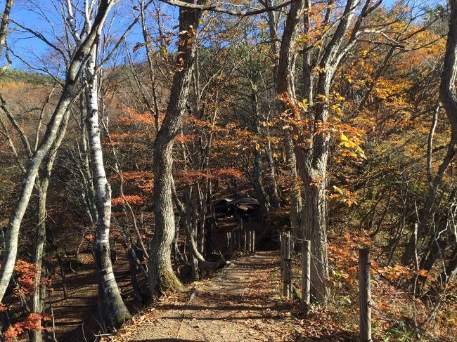 草津から白根山を越えて志賀高原に入りました。<br /><br />このルートは白根山の噴火を警戒して朝8時から夕方5時までの通行規制が入っていました。<br />ルートに車を入れるとすぐに強烈な硫黄の匂いが車内に立ち込めてきました…<br />事前に情報が無かったので少し驚かされましたが…このルートの眺望は素晴らしいものがありました。<br /><br />山頂まで登るリフトも動いていました…峠からの眺めも最高でした。<br /><br />峠を抜ける頃から霧が辺り一面覆うようになり…<br />ハザードランプを点灯させての走行が続きました。<br /><br />目指す志賀高原のホテルに到着したのは夕方5時前…何とか無事着くことができました。<br />すぐにホテル内の温泉に浸り…山菜を中心とした夕食に舌鼓しました。<br /><br />翌日は晴天…朝ホテル近くを散策して…美味しい朝食をいただいて…<br />千葉への帰りは一度長野に入り…中央道で富士山まで足を伸ばしました。<br /><br />五合目に向かう有料道路がこの時期無料(通常2000円)開放中だったので…<br />素晴らしい沿道の紅葉を見ることが出来ました。<br /><br />でも…富士山は遠くから見る方が綺麗です！<br />五合目からの富士山はタダの岩山…この時期は特に冠雪も少なく…<br />世界遺産の眺望が少し失われた感じではありました。<br /><br />でも…大型バスで中国人は大挙押し寄せていました。<br />中国人は富士山大好きのようです。<br /><br />３時過ぎには富士吉田インターから中央道を通って帰宅の途に着きました。