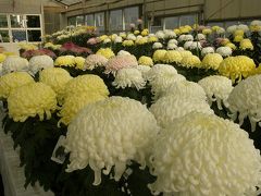 今年も久喜愛菊会の菊花展示会に訪れ秋の一日を楽しみました。