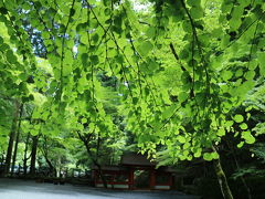 健脚！！新緑の京都旅行　2　～新緑薫る　ウエスティン探鳥路.貴船川床.鞍馬～