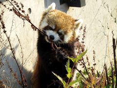 晩秋のレッサーパンダ紀行【２】 円山動物園　正番キーパーさんお休み？で残念ながらココちゃんに会えず・・・、そんな訳でタツオさんとリラちゃん多めで・・・