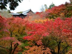 秋の京都紅葉～東福寺～