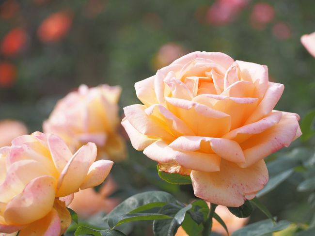 春の薔薇はもちろん大好きだけど、秋薔薇だって春に負けないくらい華麗に優雅に咲いていました。