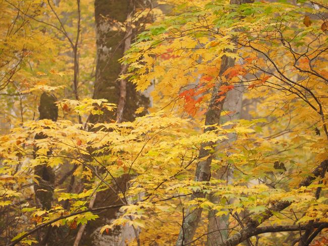 何年も前に計画して登らずじまいの月山に登り、後は温泉巡りをしながら山形、福島、北信州を黄葉から紅葉をめぐる旅でした。