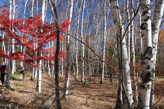 紅葉のはずだった横谷渓谷と白駒池(2日目）