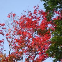 紅葉の野尻湖