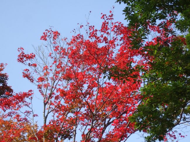 紅葉の野尻湖