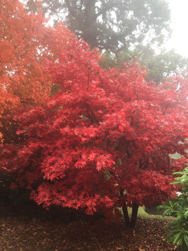 シェフィールド・パーク・アンド・ガーデンに紅葉を見に行ってきました。