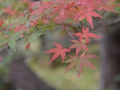 京都　紅葉めぐる2泊３日　一人旅