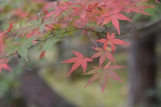 今回の旅のそもそもの目的は、大学の同窓会です。折角の連休でしたのでのんびり古都の静けさを満喫しようと思いました。<br />10/31新横浜→京都→お宿<br />11/1 仁和寺→竜安寺→同窓会<br />11/2 御室→嵯峨野→亀岡→嵐山→化野念仏寺→嵐山→北野白梅町→今宮神社→河原町今出川→京都駅→新横浜<br />公共交通機関と歩きだとあまりたくさん見て回ることができませんでした。<br /><br />でも、学生時代と京都も大学も変化しつつある事が実感できる旅でした。