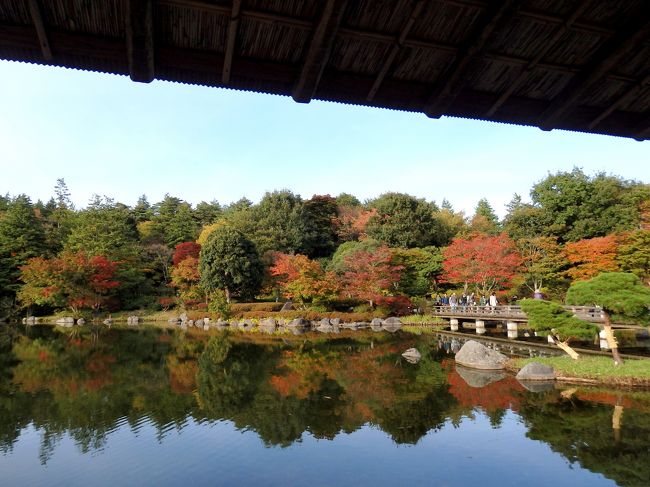 各地の紅葉の便りを目にする度に、どこかに行きたいな〜と思いつつ、、なかなか遠出できる日もなく…。そんな中、昭和記念公園の日本庭園が色付き始めとの情報を見たので、出かけてきました^^<br />木々が色付き始めた昭和記念公園は、3日までは「コスモスまつり」開催中。途中、咲いていたダリアと終わり際の黄色のコスモスを見てから、日本庭園へ向かいます。<br />まだ見頃始めとのことでしたが、思ったよりも紅葉している所もあり、散策を楽しみました^^<br />よろしければご覧ください。<br /><br />