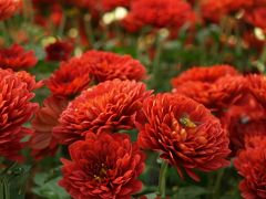 【紅葉を求めて：2015】プチ菊展も開催中の杉村公園