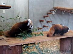 晩秋のレッサーパンダ紀行【３】 日本平動物園＆富士サファリパーク　体格差にちょっとびっくり・・・こんにちは、可愛い双子君！！ そして、ようこそ日本へ、アミメキリンの若ご夫婦＠日本平　なぜだかカフェ君の単独屋内展示＠富士