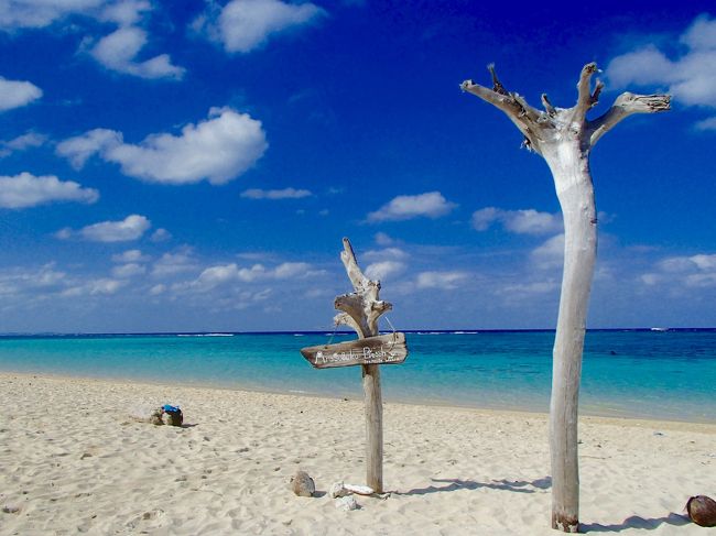 Aragusuku   Beech　 in autumn..