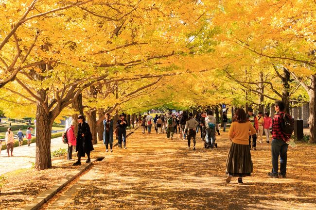 折角の天気が良い休日<br />そうだ！<br />去年は黄葉時期を逃してイルミネーション時期に訪れたので、今年は黄葉でも見に行こう！と急に思い立ち・・・<br />時期的には2週間くらい早めですが、その頃は他のところに行きたいので今日は昭和公園へ<br /><br />国営昭和記念公園のHP<br />http://www.showakinen-koen.jp/<br /><br />開園時間：9：30～16：30<br />入園料　　：410円（大人）<br />駐車場料金：820円（1日）<br /><br />昨年末のイルミネーション時期の旅行記はこちら<br />http://4travel.jp/travelogue/10964241