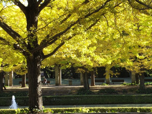 昭和記念公園のコスモスはどんな具合なのか行ってみました。<br />ところが、コスモスは前日で終わっていてちょっと残念。<br />でもあちこちで紅葉が始まっていていいお天気の秋の一日を堪能できました。