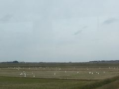 田圃で落穂を食べる白鳥
