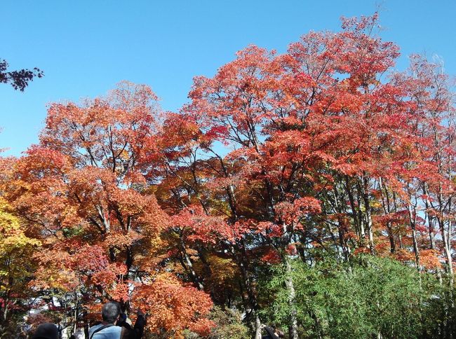 友人たちと紅葉狩りに出かけました。丁度ニュースでも見ごろと流れていたので平日でもカメラを持った多くの人でにぎわっていました