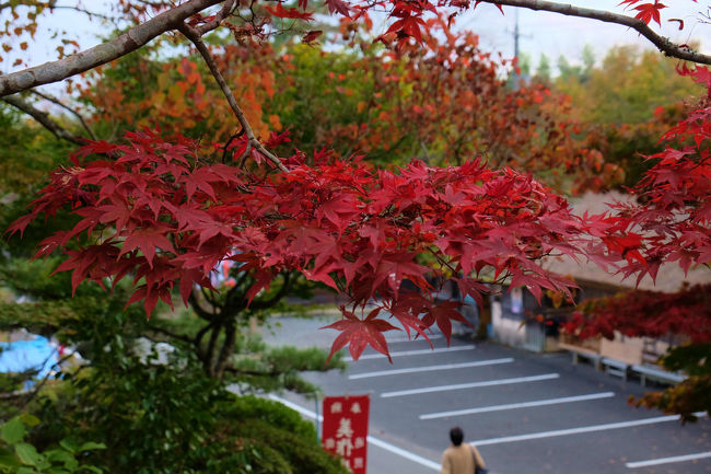 紅葉にはまだ早いとあまり関心の無かった所ばかり<br /><br />豪渓は幾分の紅葉、、渓谷は見事でした　<br /><br />これから素晴らしい景色を見る事が出来るでしょう<br /><br />最上稲荷、、昼食、、見事すぎて、、興味半減<br /><br />しかし、、　あの秀吉の生涯の転換の時の場所がここに有るとは<br /><br />備中高松城がここだとは、、目が覚めるさめる思いでした<br /><br />最期の。。普門寺さん　桜花と紅葉の美しさに<br /><br />　感激。。<br /><br />豪渓<br />http://www.city.soja.okayama.jp/shoukou_kanko/kanko/kanko_miru/gokei.html<br />最上稲荷<br />http://www.inari.ne.jp/<br />花の山寺　普門寺<br />http://www.okayama-kanko.jp/modules/kankouinfo/pub_kihon_detail.php?sel_id=1364&amp;sel_data_kbn=0<br /><br />２０１８年７月　西日本豪雨の被害は如何か　情報なし<br /><br />矢掛　真備　甚大な被害あり