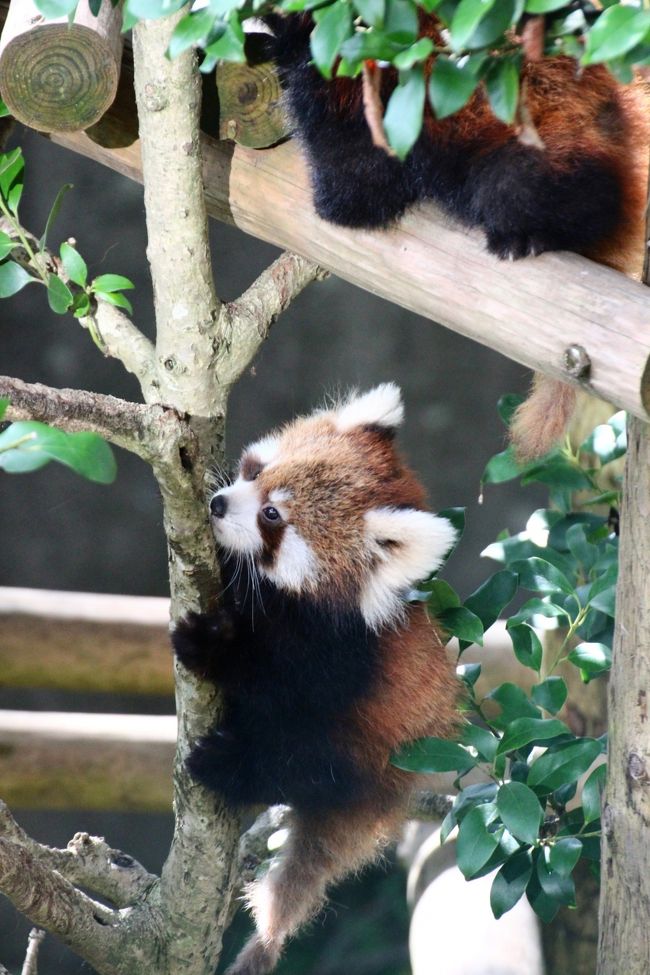 動物園としては日本一小さいかもしれないけれど、レッサーパンダの繁殖ではピカ一の鯖江市の西山動物園に、ついに行ってきました！<br />折しも今年2015年生まれの双子の赤ちゃん公開後のタイミングで。<br /><br />赤ちゃんの公開は13時30分からの１時間でした。<br />非公開の展示場を上から見下ろす狭い通路なので、祝日の本日は、赤ちゃんが見たい人の行列ができてしまいました。<br />でも、長居する人はそんなにいなかったので、行列の減り具合を見計らって、４回も並んじゃいました！<br />それができたのも、訪れている人たちのほとんどが地元の人の、地方の小さな動物園だったからでしょうね。<br />実際には赤ちゃんたちは14時45分くらいまで公開されていて、最後の30分は、見学者は数人で、列に並ぶ人がいなくなりました。<br />おかげで、その頃には私ももう写真は十分撮れて満足していたものの、最後までずっと赤ちゃんたちとキラリちゃんママを見ていることができました。<br /><br />赤ちゃんたちは、赤ちゃんらしく、顔の大きさに比べてパーツが小さいのが、なんともキュートでした！<br />お豆みたいな目がちょこんと吊目で、毛色が濃い子の方が女の子の咲弥ちゃんで、もう少しやさしい顔つきで毛色が薄い方の子が男の子のモッチーくん。<br />なので、この日の双子は、甘えん坊はンナの子の方で、男の子の方がマイペースでした。<br />そして体つきは、女の子の方が大きかったです。<br />でも、２頭とも、お母さんがいる方をめざして、２本の丸太の通路をよちよちと伝う様子は、毛玉がしゃくとり虫のように移動しているみたいで、めちゃくちゃ可愛かったです！<br /><br />赤ちゃんたちは６月24日生まれ。<br />おととい会った茶臼山っ子たちよりは１か月近く早く生まれているのですが、茶臼山っ子よりも動きがおぼつかなく、おっかなびっくりでした。<br />一生懸命、木や柱を上り下りしていたけど、その姿もあぶなっかしくて、咲弥ちゃんの方は、一度、台から落ちちゃっいました。<br />でも、下の地面は草でやわらかかったので、落ちたあともケロッとしていたのは幸いでした。<br />２度目に落ちそうになったときは、下にいた飼育員さんが落ちないように遮り、もっと安全な台の真ん中に移動させました。<br />マイペースなモッチーくんの方が、そういうあぶなっかしさが少なかったですが、咲弥ちゃんの方が、よく動くママを必死に追いかけていましたからね。<br />ある意味、モッチーくんの方が、マイペースというより、用心深かったのかも。<br /><br />そんなわけで、モッチーくんは木の中に隠れて見えにくいことが多かったため、よく動いていた咲弥ちゃんの方が写真が多く撮れていました。<br /><br />モッチーくんと咲弥ちゃん、今度会えるのは、新レッサーパンダ舎ができてからかな。<br />それとも、お婿・お嫁に行った先の動物園かしら。<br />すくすく育ってたくましくなぁれ！<br /><br />ちなみに、私が見ていたときの様子から、双子はまだ笹を食べられないのだと思いこんでしまいましたが、公式フェースブックを確認したら、ニンジンはもう食べられるようになっていて、最近、笹も口にしたらしいです。<br /><br />※当初のコメントで、モッチーくんと咲弥ちゃんが逆だった気がするところがあったので、訂正しましたが、後日、レッサー・ファンさんのブログと、来年2016年のカレンダーを通販で購入して見分け方を教わり、ほとんどのコメントで逆にしていたことに気付きました。<br />ただし、見分け方については、成長して顔つきが変わるかもしれないので、この時点限定のものになるかもしれません。<br /><br />鯖江市・西山動物園の公式サイト<br />http://www.city.sabae.fukui.jp/users/zoo/doubutu.html<br />