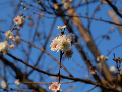 ２０１５　秋　新宿御苑で桜を愛でる