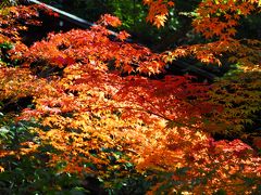 京都非公開文化財特別公開の信行寺と紅葉の永観堂