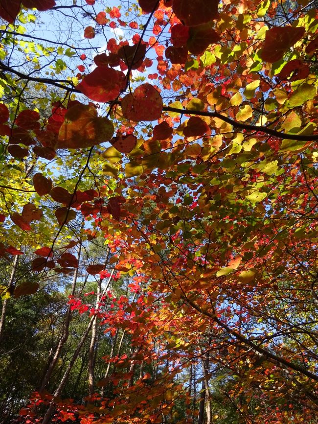 廿日市市にある「おおの自然観察の森」に、ベニマンサクの紅葉を観に行きました。ハート型の葉が赤く染まってなかなかきれいでした。<br />おおの自然観察の森は、32ヘクタールという広大な敷地と美しく豊かな自然があり、べにまんさく湖を中心に小鳥や昆虫、植物などを観察したり出来ます。<br />敷地内には、自然観察センターや観察小屋、 学習広場、観察広場、水辺の道 などが整備され、モリアオガエルの生息地や、 体長２センチ余の「八丁トンボ」も保護されているそうです。<br />又、権現山とおむすび岩を回るハイキングコースもあり、一年中楽しめそうです。<br />