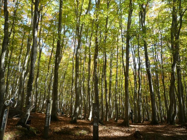 松之山温泉の北の丘陵に、樹齢90年ほどのブナ林が広がりが有ります♪（＾＿＾；<br />昭和初期に木炭にする為に、ブナ林は全て伐採され原野となりました。<br />後に植栽されて、一斉に育ったブナはすらりとした立ち姿が美しい事から美人林と呼ばれました♪（＾０＾）<br />今では、春夏秋冬に多くの観光客が訪れる名所となりました♪（＾・＾；