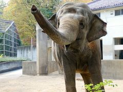 北陸新幹線で行く長野・石川・福井３県３園レッサーパンダ動物園めぐり（３）【茶臼山動物園】お散歩タイムのアルパカのパールくんにさわり放題！～ビントロングに会えなくて残念だったけど、その他の動物たち＆園内の紅葉景色