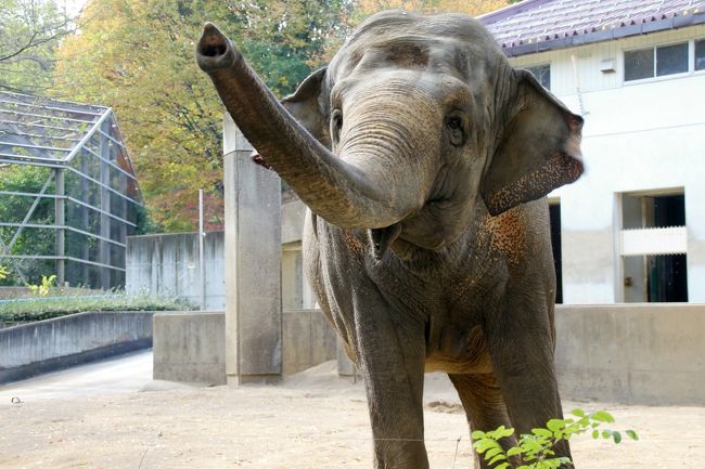 茶臼山動物園では、どうしても１日中、レッサーパンダの前に張り付いてしまいます。<br />ましてや今は、まだよちよちの赤ちゃんがいるのですから。<br />それでも、閉園１時間前には、なんとか自分をレッサーパンダの前からべりっと引きはがした後、南口へ向かいながら他の動物たちも見学しました。<br /><br />あとは、まあ、ランチ時は休みをとりたくなるので、レッサーパンダの前から離れることができます。<br />ランチが買えるところは、レッサーパンダの森の隣のアジアゾウの展示場の前くらいしかないですから。<br />いや、ランチが買えるところがレッサーパンダの森の近くで幸いでした。<br />でなければ、山の斜面に展開している坂道だらけの動物園だけに、レッサーパンダ舎まで往復するのが大変で、なかなかランチ休憩をとれないでしょう。<br />ランチ休憩のついでに、アジアゾウだけでなく、すぐそばの小獣舎のホンドタヌキやアライグマも見に行くことができます。<br />残念なから今年2015年の春からのニューフェイスのビントロングのシュートくんは、朝晩の冷え込みが厳しくなってきたので、10月29日から暖かくなる春頃まで公開中止となってしまい、またしても会うことができませんでした。<br /><br />今回、レッサーパンダ以外では、こども動物園で14時から行われるアルパカのパールくんお散歩も楽しみでした。<br />これは動物園に入園してお知らせを見て知り、ぜひ行こうと決めました。<br />レッサーパンダのロンくんのお散歩タイムが13時半からちょうど15分で終わったので、その後で向かうタイミングで間に合いました。<br />部屋から出てきたパールくんはさわり放題。ものすごーくもふもふ、ふかふかでした@<br /><br />でもほんと、夕方はレッサーパンダ舎から離れがたかったです。<br />なにしろ赤ちゃんたちは11時から15時近くまで寝ていて、そろそろ他の動物たちに会いに行こうかな、と思った時に、赤ちゃんたちの夕方の活動が始まったのですから。<br /><br />他にレッサーパンダ以外の動物でぜひ会いたかった動物はウォンバットでしたが、もう寒いからか、屋外にいるウォンバットには会えませんでした。<br />でも、ニホンザルの赤ちゃんは可愛かったですし、ニホンカモシカたちもなんとか見られました。<br />また、今の時期はオシドリのオスが美しく変身していて、見応えあります。<br />よく見ると少しずつ配色加減が違っていたりしましたが、たぶん最盛期にはそろうのでしょう。<br /><br />アムールトラとライオンは、レッサーパンダ展示場から１番遠い北口のそばにいるので、この調子では今回、間に合わないだろうと半ばあきらめていました。<br />実際、到着したときには、すでに屋内に収容されていて、柵と網越しの対面でした。<br />イベント情報でチェックした猛獣たちの食事時間は、タイミングを合わせられませんでした。<br /><br />それにしても、アムールトラのミライちゃんの子供たち、アサマくんとアズサちゃんは大きくなりました。<br /><br />関連の旅行記（2015年５月３日）<br />「北陸新幹線に乗ってGW恒例の長野・茶臼山のレッサーパンダ詣（４）アムールトラのミライちゃんの微笑ましいお母さんぶりが見られた@～アルパカやウォンバットなどその他の動物たち」<br />http://4travel.jp/travelogue/11008616<br /><br />子供たちがまだまだ小さくて赤ちゃんといえるうちに会えたのはラッキーでしたが、一方で、無事にすくすく大きくなって無事な成長が嬉しいです。<br /><br />＜ついに北陸デビューを果たした長野・北陸レッサーパンダ動物園めぐり２泊３日の旅行記のシリーズ構成＞<br />□（１）【長野・金沢編】長野で途中下車して茶臼山動物園アクセス編＆初の北陸・金沢駅前エコノホテル滞在編＆グルメ編<br />□（２）【茶臼山動物園】レッサーパンダ特集：一人でもご機嫌フォトジェニックなジャジャちゃん＆ちょっとだけ会えたチャオ・パパ＆ノンちゃんと双子の赤ちゃん＆出勤時から見られたお外レッサーのタイチくん・キキくん・セイナちゃん・ノゾムくん・サラちゃん・風鈴ちゃん＆お散歩ロンくん総勢12頭<br />■（３）【茶臼山動物園】お散歩タイムのアルパカのパールくんにさわり邦題！～ビントロングに会えなくて残念だったけど、その他の動物たち＆園内の紅葉景色<br />□（４）【金沢・鯖江編】金沢駅から能美市のいしかわ動物園へ＆金沢グルメ＆わざわざ越前市の武生経由で行った西鯖江駅最寄りのサバエシティホテルへ<br />□（５）【いしかわ動物園】アシカやブラッザグエンやシロテテナガザルの赤ちゃんに会えた「アシカ・アザラシたちのうみ」から「サルたちの森」まで<br />□（６）【いしかわ動物園】子育て中のアヤメちゃんにも会えた！ レッサーパンダのアクアくん・マリンちゃん・スミレちゃんのいる「小動物プロムナード」からりりしい猛獣たちの「ネコたちの森」まで<br />□（７）【いしかわ動物園】「オーストラリアの平原」やフタユビナマケモノのいる「南米の森」や写真展を見学した「動物学習センター」やマゼランペンギンのいる「ふれあいひろば」からコビトカバの食事時間が見られた「カバの池」まで<br />□（８）【鯖江・金沢編】西山公園の動物園と道の駅＆帰りの途中下車の金沢駅でのおみやげ＆グルメ編～レッサーパンダの気持ちになれる笹アイスクリームやキムラヤパン制作の道の駅オリジナルさばえ菜花パンだーも忘れずに味わえた@<br />□（９）【鯖江・西山動物園】ついに訪れたレッサーパンダのホームタウン西山動物園！～たいようくん・ミルキーちゃん・ひかりちゃんとキラリちゃんと双子の赤ちゃん<br />□（10）【鯖江編】山に囲まれた街中にある日本の歴史公園100選にも選ばれた西山公園と嚮陽庭園のほんのり紅葉めぐり<br /><br />長野・茶臼山動物園の公式サイト<br />http://www.chausuyama.com/<br /><br />＜11月１日（日）のタイムメモ＞<br />05:40頃　家を出る<br />06:40　大宮駅着<br />06:54　大宮駅発新幹線はくたか551号に乗車<br />08:08　長野駅に到着<br />08:18　長野駅発篠ノ井線に乗車<br />08:30　篠ノ井駅到着<br />09:15　篠ノ井駅西口発のZooぐるバスに乗車<br />09:25　茶臼山動物園北口行きのモノレールに乗車<br />09:30　北口から茶臼山動物園に入園<br />（開園09:30）<br />09:30-12:35　レッサーパンダ<br />（10:00-11:00　赤ちゃん）<br />（11:00に赤ちゃんたち昼寝／公開は16:30までほぼ終日）<br />12:35-13:05　ランチ休憩<br />13:05-13:20　アジアゾウやアライグマなど<br />13:20-13:30　レッサーパンダ<br />13:30-13:45　レッサーパンダのロンくんのお散歩タイム<br />13:55-14:15　こども動物園<br />（14:00-アルバカのパールくんのお散歩タイム）<br />14:25-15:35　レッサーパンダ<br />15:35-16:20　その他の動物たちを見学しながら南口へ<br />16:20-16:25　売店で買い物<br />16:25　南口から動物園を出る<br />（16:30閉園）<br />16:35　南口発Zooぐるバスで篠ノ井駅へ<br />16:45　篠ノ井駅西口に到着<br />（時刻表では16:50着）<br />16:57　篠ノ井駅発長野行に乗車<br />17:10頃　長野駅着<br />17:51　長野駅発新幹線かがやき511号に乗車<br />18:58　金沢駅着<br />19:40　ホテルエコノにチェックイン<br />20:05-20:55　庄やで夕食<br /><br />※これまでの動物旅行記の目次を作成しています。随時更新中。<br />「動物／動物園と水族館の旅行記～レッサーパンダ大好き～　目次」<br />http://4travel.jp/travelogue/10744070<br />