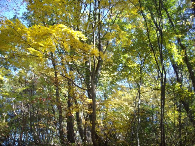 悠久山の紅葉を観た<br />11月2日は晴天だった。妻と車で市内の悠久山公園の紅葉を観に出かけた。<br />　今春、桜を観に出かけた時は満車で駐車できなかったが，その日はガラ空きだった。休日でなかったことと、悠久山が紅葉の名所であることを市民はあまり知らないからだ。<br />　悠久山公園は3７ｈａもある広大な公園で2500本以上の桜が植えてある。楢や檜や銀杏も沢山生えている。晩秋になると、それらが一斉に紅葉と成る。(黄葉も含む)　<br />　悠久山は山が付くけれど土地名であって、山自体は標高300ｍもない。池の端で駐車してから、30分程で頂上に着いたが行きは昔からあった木の杭で造った階段式の坂道で昇った。曲りくねった急坂は老爺には応えたが、林道の木漏れ日と冷たい風が心地よかった。<br />　山頂に着くと、長岡市街が一望できた。そこで、持参したおにぎりを食べ,,熱い番茶を飲んで、日本人の昼飯を満喫した。<br />　妻との会話はあまり無かったけれど安らかな幸せをを感じた。(妻も多分)　ゆっくりと休んでから、帰りは20年ほど前、桜を200本以上(八重桜が主)を植えた緩やかな坂道を下った。数年，見ないうちに桜の樹は大きく成長していた。桜葉すでに散っていたのでカサコソと枯葉を踏みつけるのは心地良かった。　その時、キィー、キィーと百舌(もず)が鳴いたのである。私は「やったー」と叫んだ。日本に渡来する百舌は少なくなったと、メデアで報道していたが悠久山には百舌が来るのである。<br />　私は少年時代から晩秋に百舌が鳴く山道を歩くのが好きだった。その声を聞くと、冬に向かう憂鬱な日々が明るくなった。なぜ、「百の舌」(うそつき)なんて漢字を当てたんだろうなんて国学者を恨んだ。　辺りに誰もいなかったので、私は妻と大きな声で歌った。<br />　　「百舌が枯れ木で鳴いている　おいらは藁を叩いている　綿引き車はおばあさん　ゴットン水車も回っている」　この歌は、サトウハチロウ作詞、徳冨繁作曲で茨城県の子供向けの歌として戦前、作られたが、反戦の歌として戦後まであまり歌われなかったのだそうだ。<br />　昭和30年代初め私は東京で苦学生だった。それでも、アルバイトの金が入ると、サークルの友達と新宿の歌声喫茶に通ったものだ。冬の時期になると、「もずが枯れ木で」の歌がよく歌われていた。<br />　私は特に3番の歌詞が好きだった。　「あんさは満州へ行っただよ　鉄砲が涙で光っただ　百舌よ寒いと鳴くがいい　あんさはもっと寒いだろ」　いつも、歌がここに来るとジーンとした。<br />　歌い終わると暫く沈黙が続いた。私は今日の、この情景を短歌にしたかった。あれこれ考えて、お粗末な句が出来た。<br />　　　　　　　　晩秋の　悠久山に　踏み入れば<br />　　　　　　　　桜の枯葉　百舌の声<br />　<br /> 帰路、悠久山公園から1キロ駅よりの文化公園に立ち寄った、そこの紅葉も見事だった。　　　　　　　　　　<br />------------------------------------ <br />悠久山公園アクセス：長岡駅東口からバス20分(20毎) 　<br />公園内案内：　大自然公園(桜の名所)、蒼紫神社、長岡城に似せた郷土資料館、野球場、水泳プール、小動物園〔無料〕、等<br />:　　　　　　　　　　　　　　　　<br />　<br />　