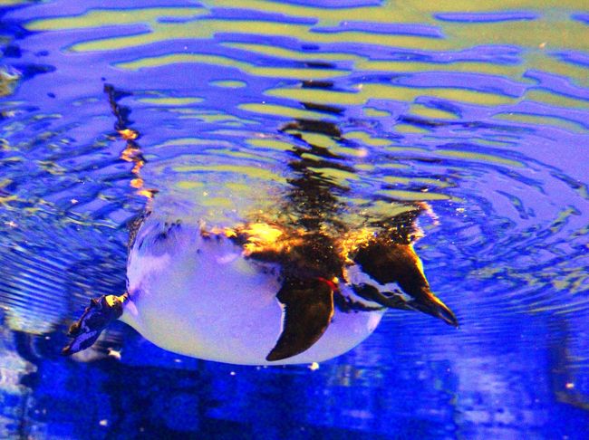 午後6時30分は水族館のシンデレラ・タイム。<br /><br />昼間に賑やかな歓声を上げながら館内を走り回っていた子供たちは家路につき、館内を照らすライトはダークカラーへと変わり、水族館が青一色の夜の帳に包まれる。<br /><br />岩棚の上ではペンギンが眠りの儀式に入り、オットセイも互いの温かさを確認するかのように体を寄せ合っている。<br /><br />キラキラと輝く魚たちがいた大水槽の中には、月光が差し込んだかのような一筋の灯。<br />岩陰では魚たちがその身を隠すように眠り、月が照らしだす海原の中を鮫だけがその目を見開き、ゆうゆうと泳いでいる。<br /><br />シンデレラ・タイムを過ぎた夜の水族館。<br />魚たちの舞踏会は終わり、聞こえるのは時折オットセイがあげる甲高い声とペンギンが水に飛び込む音だけ。<br /><br />余計なBGMなどは、何も聞こえない。<br /><br />水槽の陰に人影は見えるが、皆、静かに黙って水槽を眺めている。<br /><br />Night Aquarium はオトナの世界。<br />イルカのショーも、ペンギンパレードも、派手なものは何もない。<br />在るのは、魚が眠る青い海。<br /><br />そこは静かな深い海…。<br />オトナのための癒し空間…。