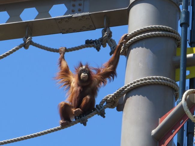 旭山動物園は、2004年には年間入園者が1000万人を超え、一時は上野動物園を上回る時もあった。今は、上野動物園、名古屋東山動物園についで国内第3位をキープしているようだ。<br /><br />旭山動物園に国内外から多くの来場者があるのは、何と言っても行動展示だろう。<br />空中を飛ぶように泳ぐペンギンや、透明アクリル板ごしに水中を泳ぐ姿を見られるアザラシ、半球状の透明ドームから間近で見られるホッキョクグマ、長い舌を使って何かを食べようとするキリン、宙に浮いているヤギ、そして間近で見られる猛獣たちなど、野生動物の本来の姿や特徴的な行動を観察することができる。<br /><br />行動展示について今までそう思っていたが、どうもそれだけではないらしい。<br />例えばオランウータン、本来は地上30m程度の樹上で生活するらしいが、そうしたオランウータンの本能を引き出すために高さ17mの位置に、綱渡りをする空中運動場が設置されている。もし万が一落下したら悲しい結末が待っているが、危険性の高い展示をしていることについて、現在の坂東園長が言うには、動物が充分な能力を発揮するためとのこと。<br /><br />オランウータンは出産後、深い愛情で子どもを育てるが、安全すぎる環境だと子どもをみなくなるそうだ。危険があるからこそ子供を一生懸命育てるのだそうだ。だから、動物たちに本来の危険性のある環境を設定することで、もともとのポテンシャルを十分に引き出した成育ができるというメリットがあるようだ。<br />
