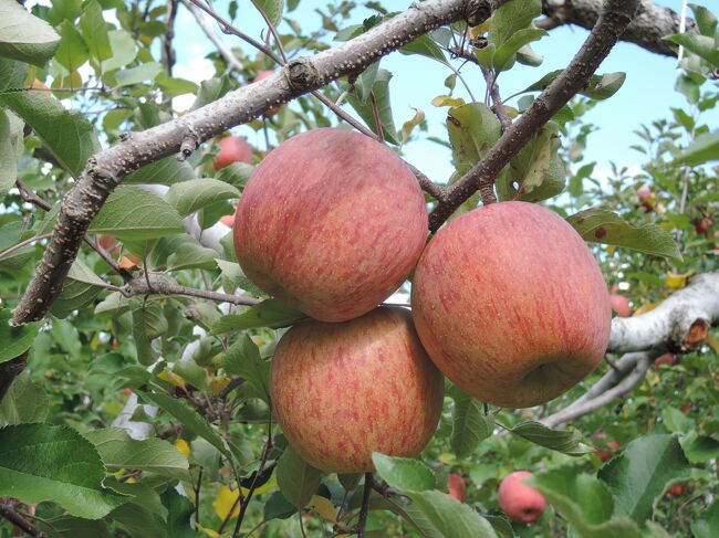 　十年以上前から秋になると毎年、沼田へリンゴを買いに行きます。<br />　それは、私の好きなジョナゴールドの美味しい期間が、もぎ取ってから3－4日間程度と極めて短く、美味しいリンゴを食べたいなら産地へ買い出しに行かねばならないためです。<br />　また、富岡製糸場は、私の旅行記でも何度か取り上げた奥村正二さんの「火縄銃から黒船まで」の姉妹編の「小判・生糸・和鉄」に出てくる場所です。そのため、世界遺産に登録される以前から、一度見てみてみたいと思っていたのですが、機会に恵まれませんでした。しかし、この年の夏、五箇山で煙硝倉を見て、早く行かねばと思うようになりました。<br />　更に、90歳になる私の母を、たまには温泉にでも連れて行こうかという話もありました。<br />　それやこれやを全部合わせて、今回のドライブ一泊旅行を企画しました。<br />　結果は、私達は満足、母は楽しんだようですが少々お疲れと行ったところです。<br /><br />1日目　11月5日<br />　自宅→昼食：富岡のはや味で「おっきりこみうどん」<br />　　→富岡製糸場→泊：草津温泉の大東館<br />2日目　11月6日<br />　→草津：湯畑散策→沼田：金子りんご園<br />　　→昼食：中善寺金谷ホテルのコーヒーハウス ユニコーン<br />　　→中禅寺湖展望台→自宅