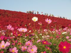 2015秋のお花見