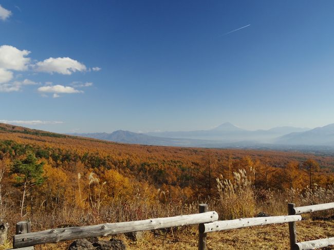 表紙写真、八ヶ岳の裾野、左側の網笠山から斜めに下まで黄金色に輝く紅葉を、ゴールデンカーペット　と呼んでいるようです。<br />今回参加のツアーパンフレットで初めて知りました。<br /><br />ほんとうなら、この日は奥日光を散策して、あこがれの日光金谷ホテルに泊まるはずでしたが、主人が仕事を休めず来月に延期。<br /><br />せっかく平日に休みいれたのだから、どこか行かないともったいない！<br /><br />有効期限が年末に切れるJTBのポイント、5000ポイントもあるので、JTBの店舗行って何に使えるか、先日相談したとき、はとバスの日帰りツアーも使えるって教えてもらいました。<br />そこで、11月6日、催行が決まっているツアー3つに絞り込んで、どこを回るか、そして紅葉の状態をチェック。八ヶ岳ゴールデンカーペットを見るツアーに申込みました。<br />正解でした♪<br /><br />