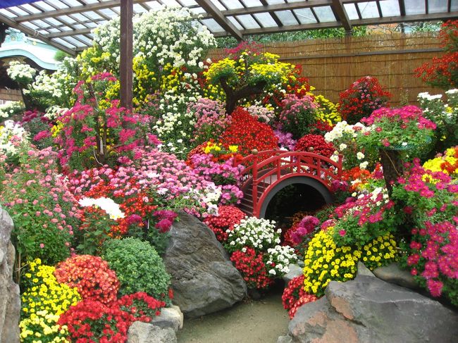 小岩駅から徒歩20分位のところにある善養寺の影向の菊を見てきました。