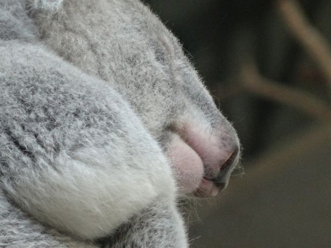 遠足と言えば動物園。<br />ずっと狙っていたのに、なぜか縁遠かった多摩動物公園。<br />念願かなって行ってきましたー。<br />今回は時間制限があったので、効率重視でサクサク移動しました。<br />今回の目玉は<br />ライオンバス<br />コアラ<br />オランウータンの空中散歩<br />の3つ。<br />楽しかったー。