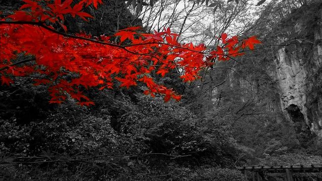 3日間で猊鼻渓、中尊寺、八甲田、蔦沼、奥入瀬、十和田湖、角館を観光。<br /><br />紅葉の様子はこんな感じ<br /><br />猊鼻渓→落葉(木によっては綺麗）／表紙写真の紅葉はココ<br />中尊寺→見頃<br />八甲田→冬山<br />鷺沼→終わりかけ<br />奥入瀬→見頃〜終わりかけ<br />十和田湖→終わりかけ<br />角館→見頃<br /><br />でした。<br /><br />どこも一般客より団体客が多かった印象。