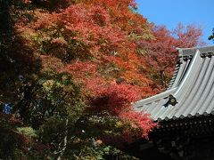 満開の紅葉　　　　IN　高尾山