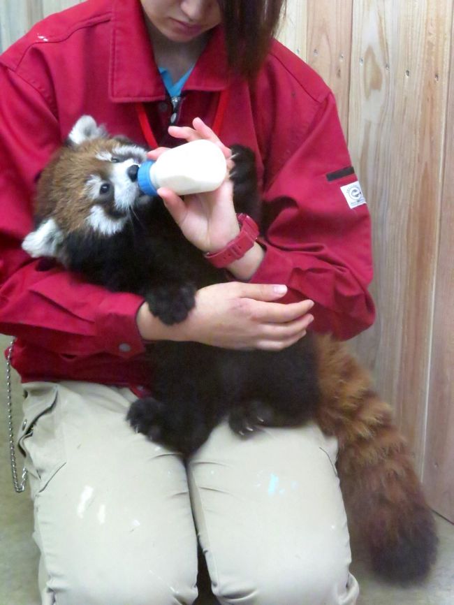 ２０１５年に日本の動物園で生まれたレッサーパンダは１６園で２３匹（１１月７日現在判明分まで）、その中で一番会いたかったのが北九州市の到津の森公園で凌凌君と野風ちゃんの間に生まれた笑笑（クスクス）君です。<br />野風ママの体力的な問題で残念ながら人工哺育で育てられましたが、ついにあの愛らしい凌凌君と野風ちゃんに後継者が生まれたのです。<br /><br />世界最長寿だった楠じいちゃんが天国に旅立って１週間後に生まれた男の子・・・楠君の長寿にあやかり音をもらい”笑笑”と書いて”クスクス”と読ませる可愛らしい名前もキーパーさんに付けてもらいました。<br /><br />現在、笑笑君は元気いっぱい我儘いっぱいやんちゃいっぱいに成長中（笑）・・・今はそれでいいと思います。<br />いずれ、時が満ちれば、大人パンダとの同居を経験しレッサーパンダとしての社会性を身に付けて立派なレッサーパンダになって欲しいと思います。<br /><br />野風ちゃん、凌凌君、可愛い仔パンダをありがとう。<br />笑笑君、元気いっぱいやんちゃに育ってね！！<br /><br /><br />これまでのレッサーパンダ旅行記はこちらからどうぞ→http://4travel.jp/travelogue/10652280