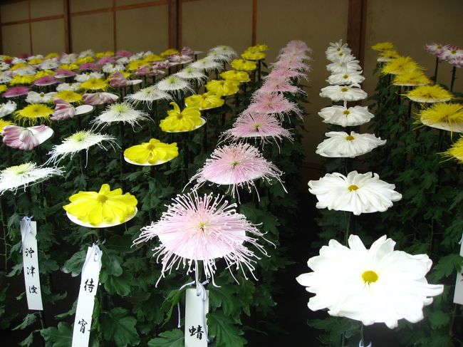 ’１５　新宿御苑の菊花壇展に行ってみた