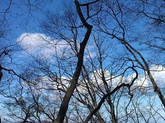 紅葉の後の、青空デッサン。