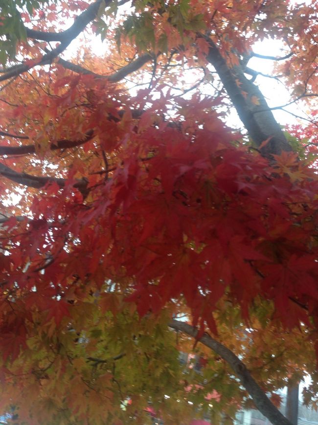 仕事も落ちつき…そろそろ紅葉と思い立ち日光へいざ！目的はひょうたんのお飾りを買いに行く事でした。<br />昨年何気なくよったお土産屋さん…何とか無事に辿りつきました。老夫婦でやっていて来月からはしばらくおやすみするらしい…あ〜良かった自家製木彫りの商品もいっぱい、店の奥までお邪魔しおミカンや柿までごちそうになりました。肝心な紅葉はすでに終盤でした。中尊寺湖やいろは坂あたりは…金谷ホテルあたりはまだのこっていました。