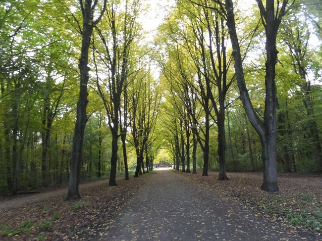 大好きな森です。<br />オランダ滞在最後の週末はゆったりと大好きな森で過ごしました。<br />緑も動物たちもたっぷり。身も心も癒されました。